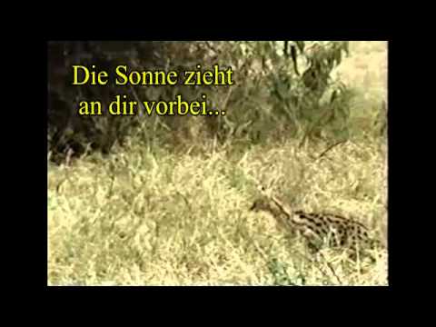 Grüne Katzenaugen - Trailer