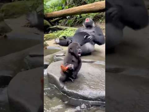 The Gorilla Ran to His Dad for Help — Dad’s Reaction Was Unexpected