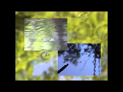 Physics of Life - The paradoxical locomotion of the water strider