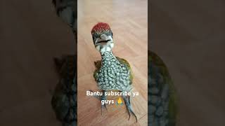 Download lagu Platuk bawang gacor jinak, platuk bawang jari 4, platuk bawang suara jernih#birds#kicaumania#pelatuk mp3
