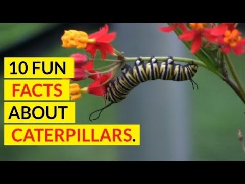 10 Fun Facts About Caterpillars