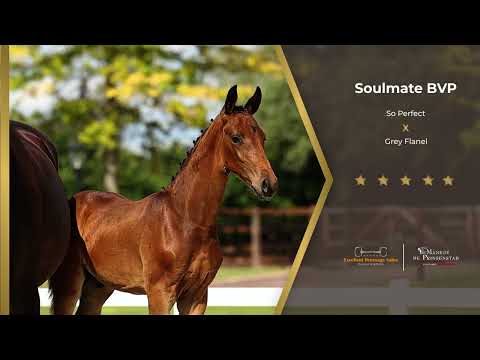 Soulmate BVP - (So Perfect x Grey Flanell)