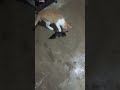Cat Catches A Bat Animals Catshorts Bats Animalfacts Didyouknow Scaper Philippines Catch