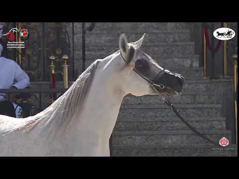 N 302 MURAD AL ZOBAIR   Abu Dhabi International Arabian Horse Championship 2021   Stallions 7+ Years