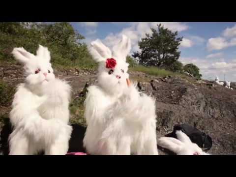 ⁣The Bunnies Are Back