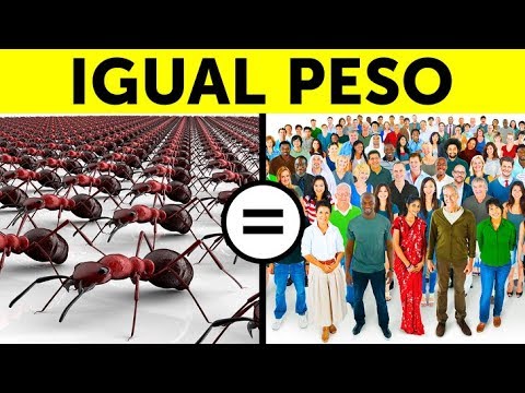 download lagu mp3 mp4 Datos, download lagu Datos gratis, unduh video klip Datos