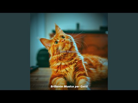 Gatti Carini Fantasia