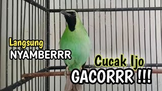 Download lagu PANCINGAN CUCAK IJO GACOR BUKA PARUH BIKIN LAWAN CEPAT ON LANGSUNG EMOSI DENGAR SUARA INI mp3