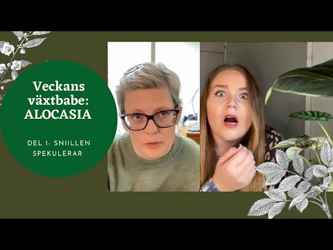 VECKANS VÄXTBABE | ALOCASIA DEL 1  MED @PLANTASONII.