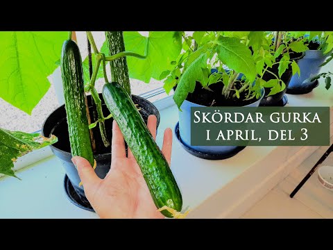 Skördar gurka i april, del 3 - utan växtbelysning | Hållbart villaliv