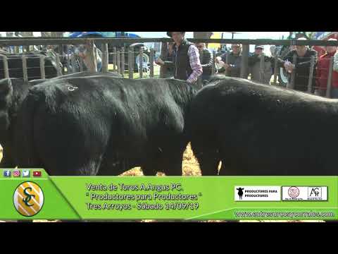 14-09-19 - Venta de Toros P.Hereford PR.  y A.Angus PC. - Prod. para Productores - Tres Arroyos