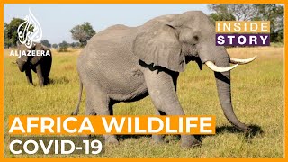 Could the pandemic threaten the survival of Africa's wildlife? | Inside Story