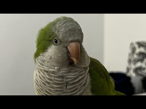 My Quaker Parrot dancing La vaca Lola /Mi Cotorro bailando su canción favorita La vaca Lola 🥹