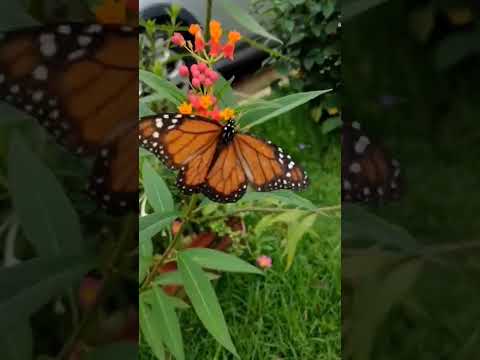 Borboleta - Monarca #shorts