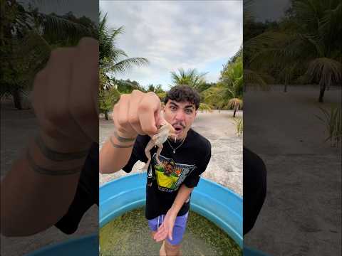 MEU SAPO DE ESTIMAÇÃO!🐸 #shorts