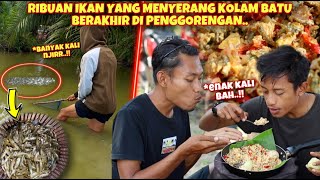 Download lagu NYESER THOUSANDS OF FISH IN A STONE POND IS THE MOST SUPERB AFTERNOON MENU mp3