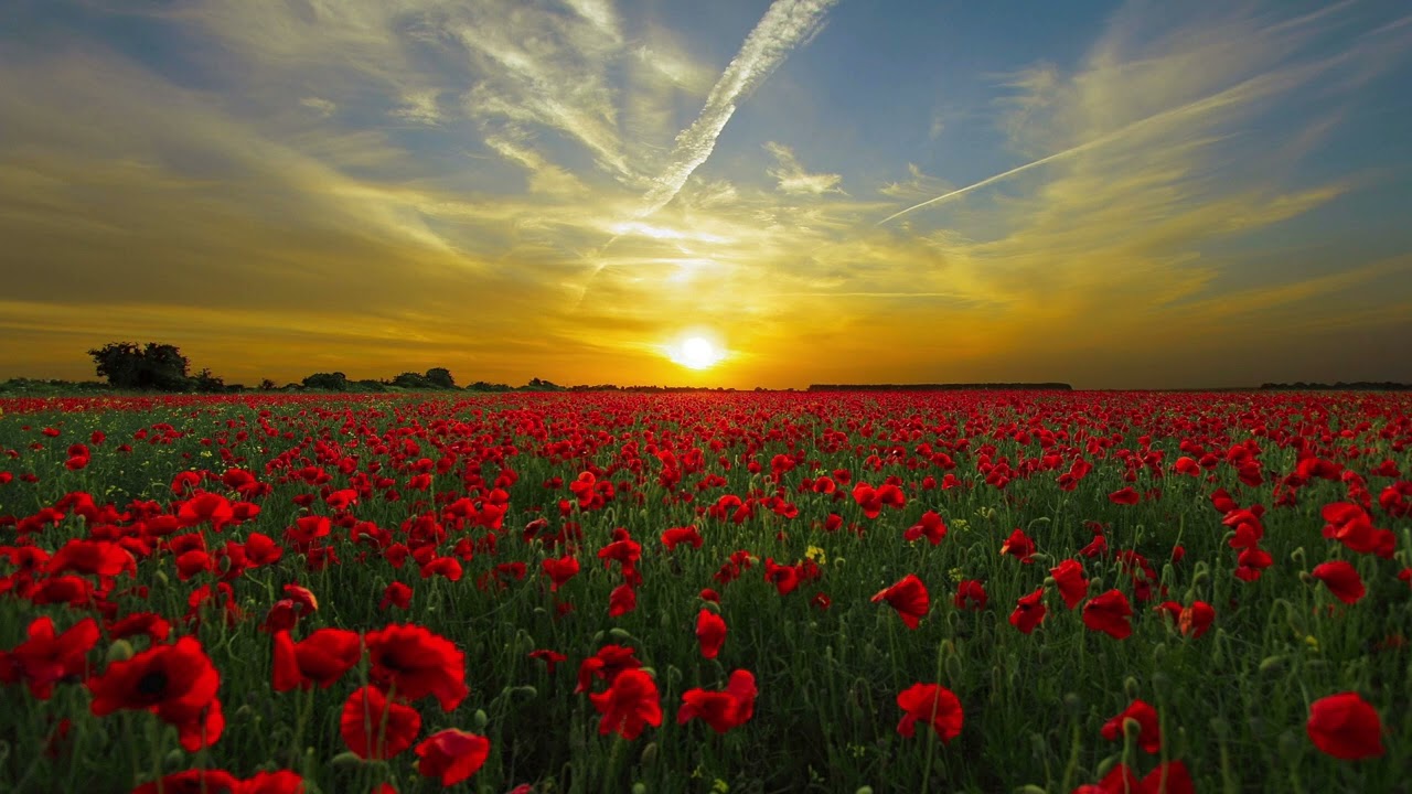 Michael Singer - Live to Protect or Live to Be Free