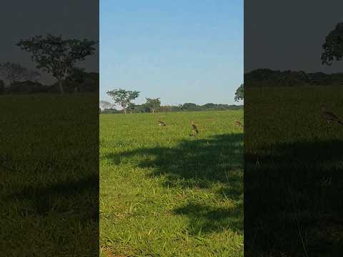 Família de seriemas #natureza #animais #zonarural