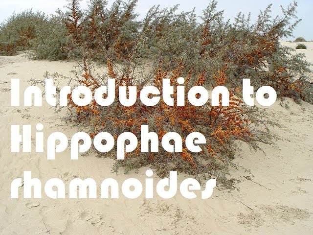 Pronunție video a Hippophae rhamnoides în Engleză