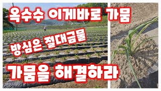 옥수수밭 가뭄을 해결하라 [옥수수재배방법]