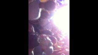 Laidback Luke - Barbara the Heartbreaker