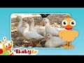 Ducks Fun With Animals BabyTV