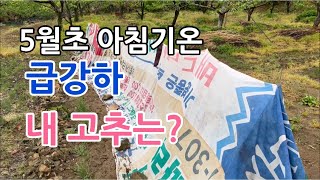 고추재배 5월초 기온 급강하 냉해피해 방지 텃밭농가 고민 해결