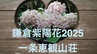 鎌倉紫陽花穴場スポット 一条恵観山荘 Ichijō Ekan Sansō