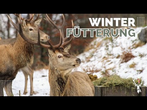 Brauchen wir die Wildfütterung im Winter? | OÖ JagdTV
