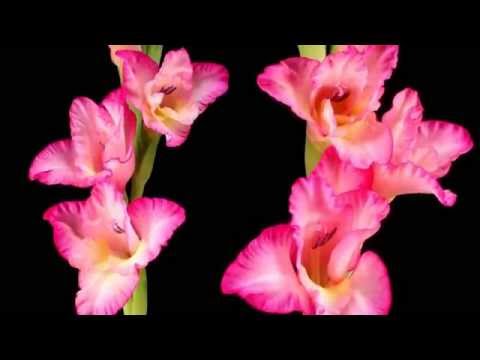 Planeta Azul video