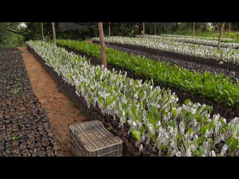 Agricultores do Vale do Canindé são beneficiados com mudas e sementes para produção 28 01 2023