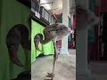 The Baby Flamingos Grew Up Too Fast ️