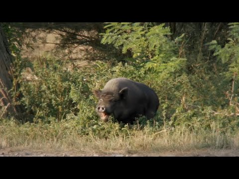 Milenita + Chichanenstein - СМЪРТ НЯМА / SMURT NYAMA