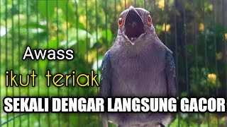 Download lagu Srigunting Abu Abu Gacor TERCEPAT MEMANCING EMOSI Srigunting Lain Agar IKUT GACOR mp3 Download lagu Srigunting Abu Abu Gacor TERCEPAT MEMANCING EMOSI Srigunting Lain Agar IKUT GACOR mp3