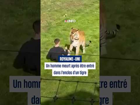 Un homme meurt après être entré dans l'enclos d'un tigre