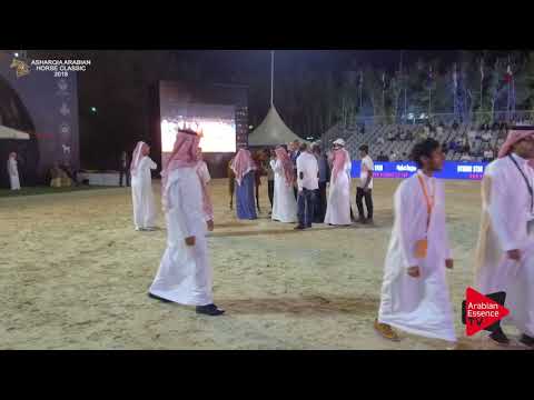 N.178 WAJEH AL KHALEDIAH - GOLD - Junior Colts Championship