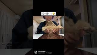 【愛犬】足の短い愛犬