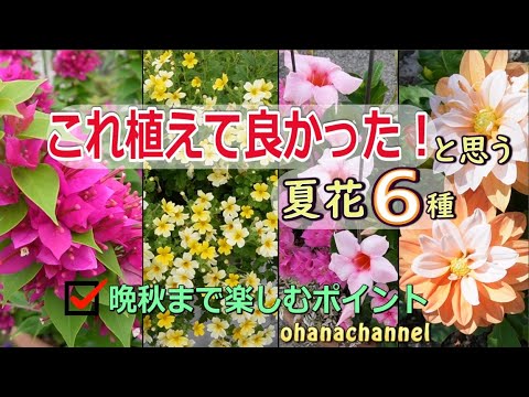 8月にバルコニーの半日向半日陰に植えるパンジーの花
