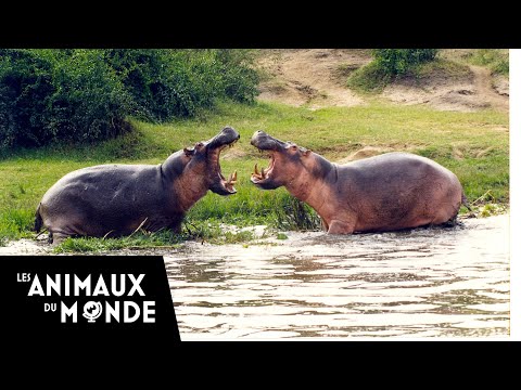 download lagu mp3 mp4 Hippopotame, download lagu Hippopotame gratis, unduh video klip Hippopotame