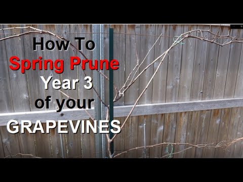 How to prune & train 2 Year Old GRAPE VINES in YEAR 3 using Four Arm Cane Kniffin system #grapevines