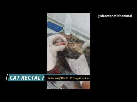 Resolving Cat Rectal Prolapse