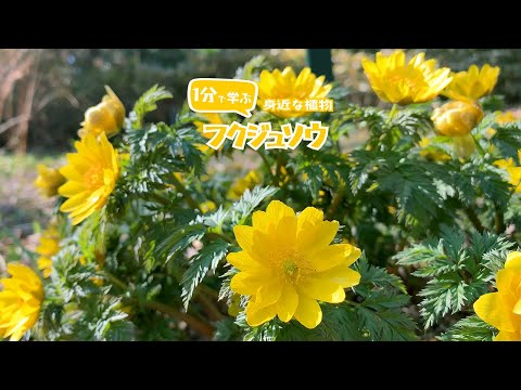 春の福寿草の小花 植物