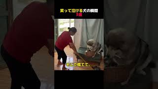 笑って泣ける犬の瞬間3選#犬のいる暮らし #ワンコ #ほっこり#おすすめ