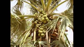 LUDWIG VON 88 - Sous le soleil des tropiques (IMAGES DU MALI)