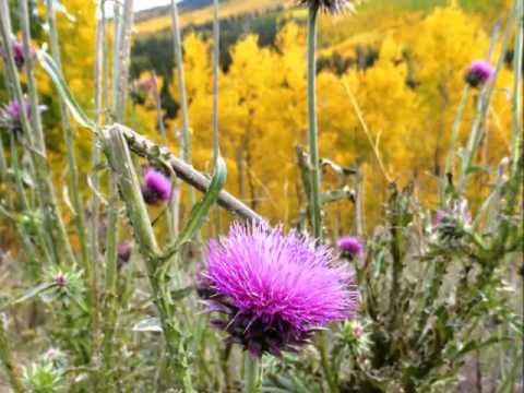 Sim Shalom - Max Janowski