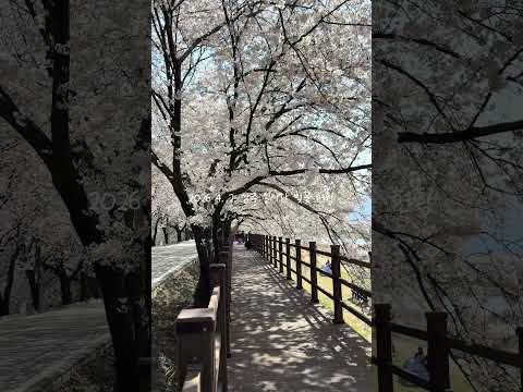 2026. 4. 2. 상주 실시간 벚꽃 현황