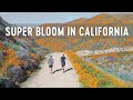 Running at Walker Canyon Super Bloom in Lake Elsinore, California