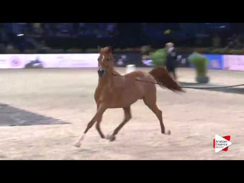 WAHC 2015 - Senior Males Ch.