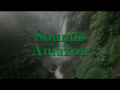 SOUNDS from the AMAZON // Amazon Jungle Ambience