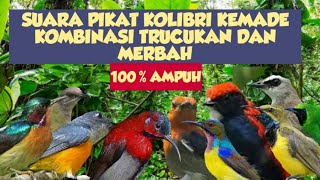 Download lagu suara pikat kolibri dan suara pikat semua jenis burung kecil paling ribut mp3